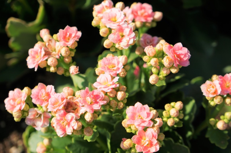 カランコエの剪定 星形の花が愛らしい多肉植物 カランコエの剪定時期や方法を解説 庭革命