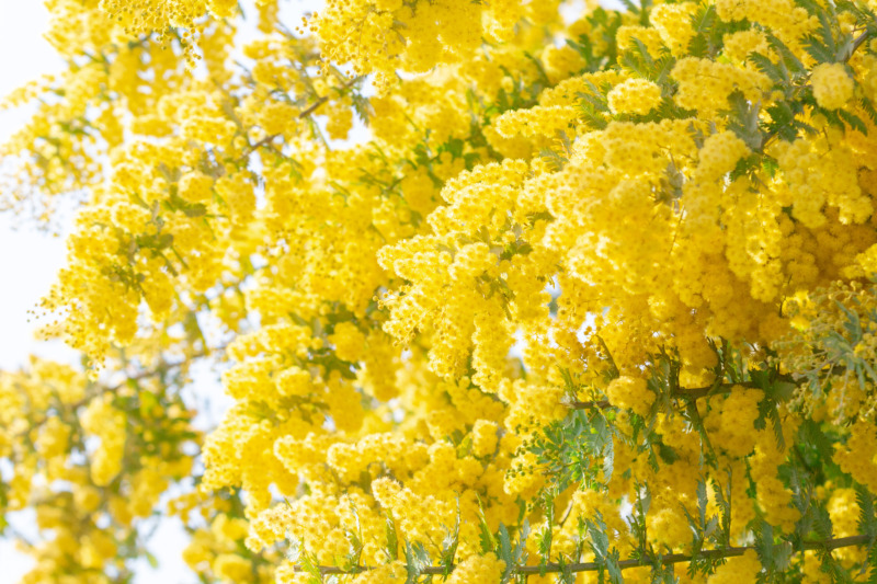 アカシア ミモザ の剪定 ふわふわで黄色の花が愛らしいアカシアの剪定時期や方法を解説 庭革命株式会社