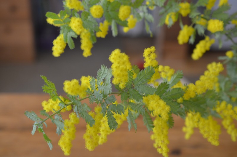 アカシア ミモザ の剪定 ふわふわで黄色の花が愛らしいアカシアの剪定時期や方法を解説 庭革命