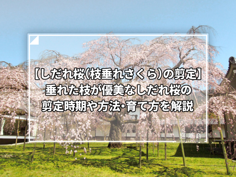 しだれ桜 枝垂れさくら の剪定 垂れた枝が優美なしだれ桜の剪定時期や方法 育て方を解説 庭革命株式会社