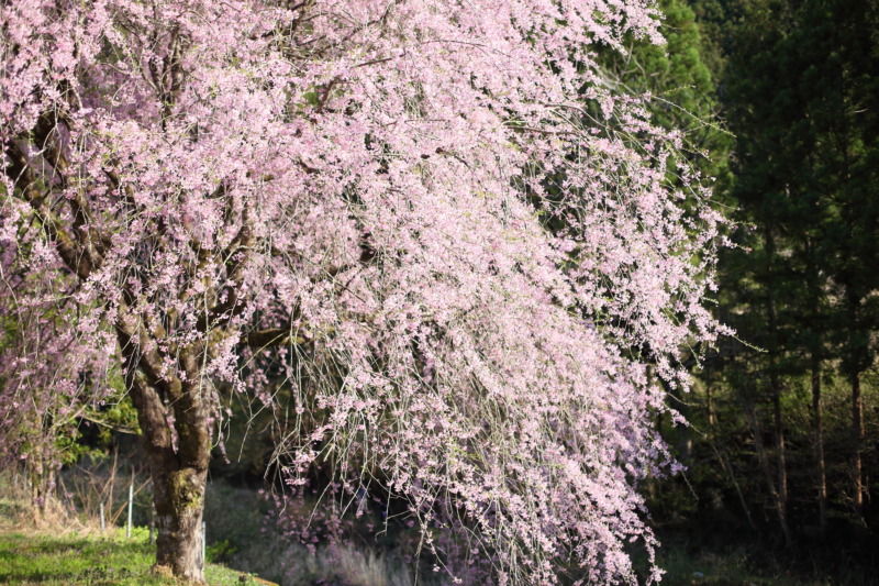 しだれ桜 枝垂れさくら の剪定 垂れた枝が優美なしだれ桜の剪定時期や方法 育て方を解説 庭革命