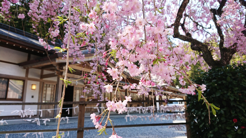 しだれ桜