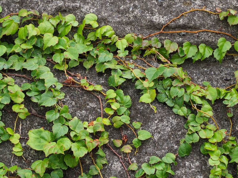 アイビー ヘデラ の剪定 垂れたツルがお洒落な観葉植物アイビーの剪定時期や方法を解説 庭革命株式会社