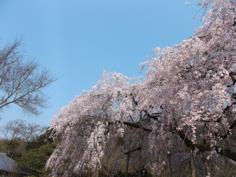 しだれ桜 枝垂れさくら の剪定 垂れた枝が優美なしだれ桜の剪定時期や方法 育て方を解説 庭革命株式会社