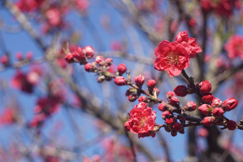 花桃 ハナモモ の剪定 ひな祭りに飾りたい華やかな花桃の剪定時期や方法について解説 庭革命
