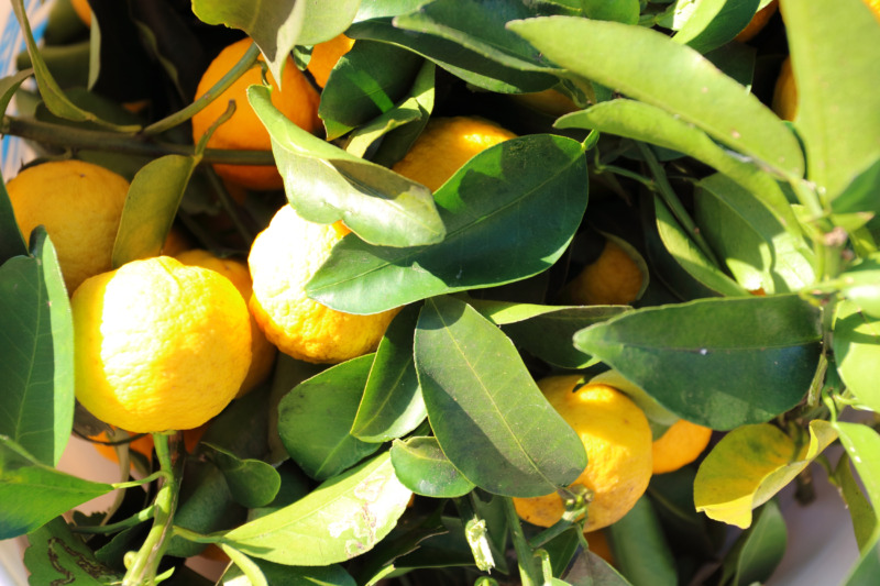柑橘類の剪定 柑橘類の剪定方法や育て方は 収穫方法や実がつかない原因についても解説 庭革命株式会社
