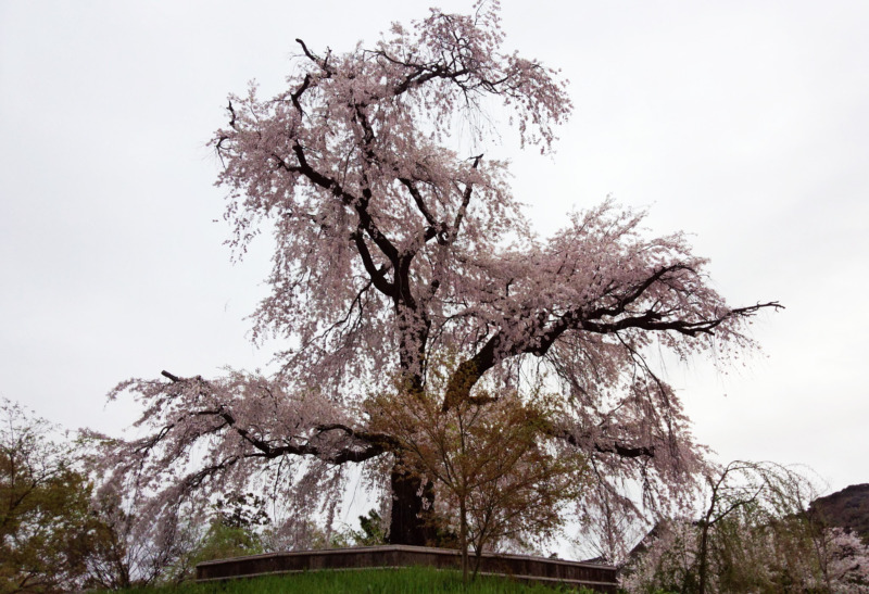 しだれ桜 枝垂れさくら の剪定 垂れた枝が優美なしだれ桜の剪定時期や方法 育て方を解説 庭革命