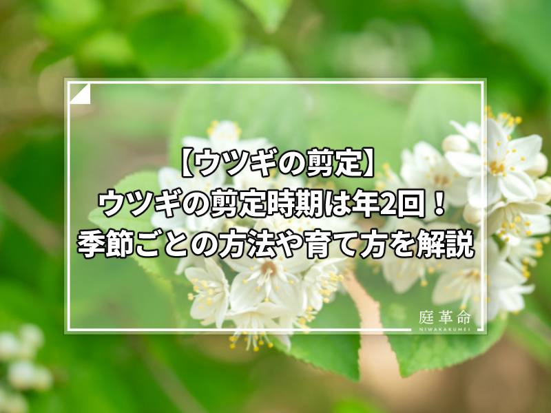 沈丁花の剪定 育てやすいが剪定必須 枯れる原因も徹底解説 庭革命株式会社