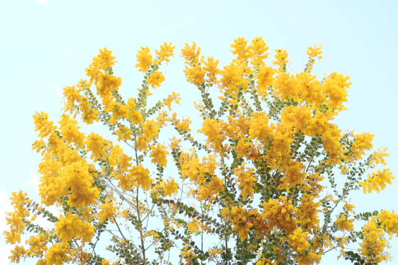アカシア ミモザ の剪定 ふわふわで黄色の花が愛らしいアカシアの剪定時期や方法を解説 庭革命