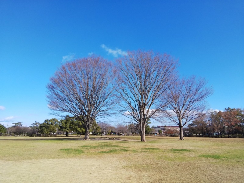 三本のケヤキ