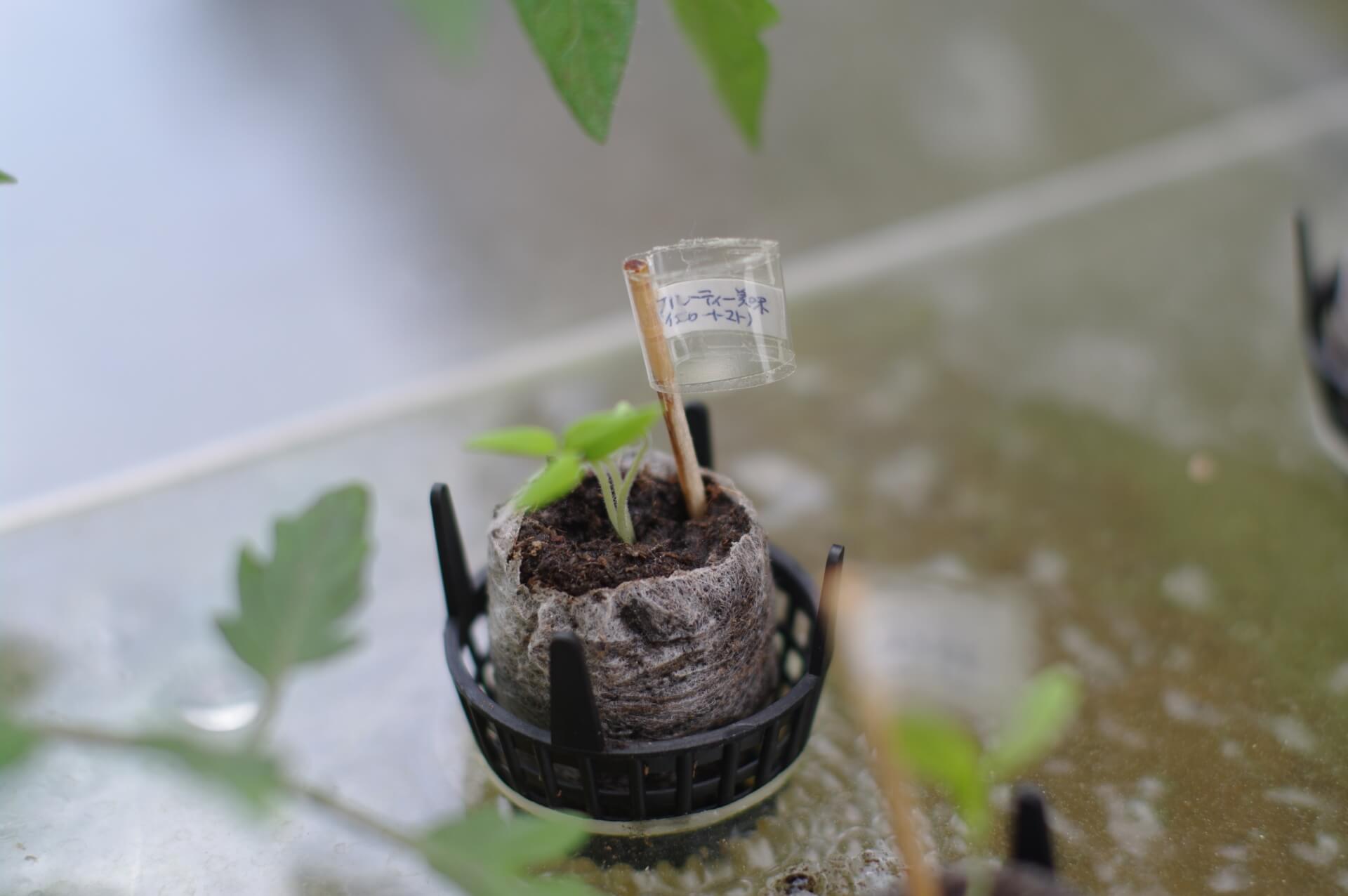 水耕栽培の苗