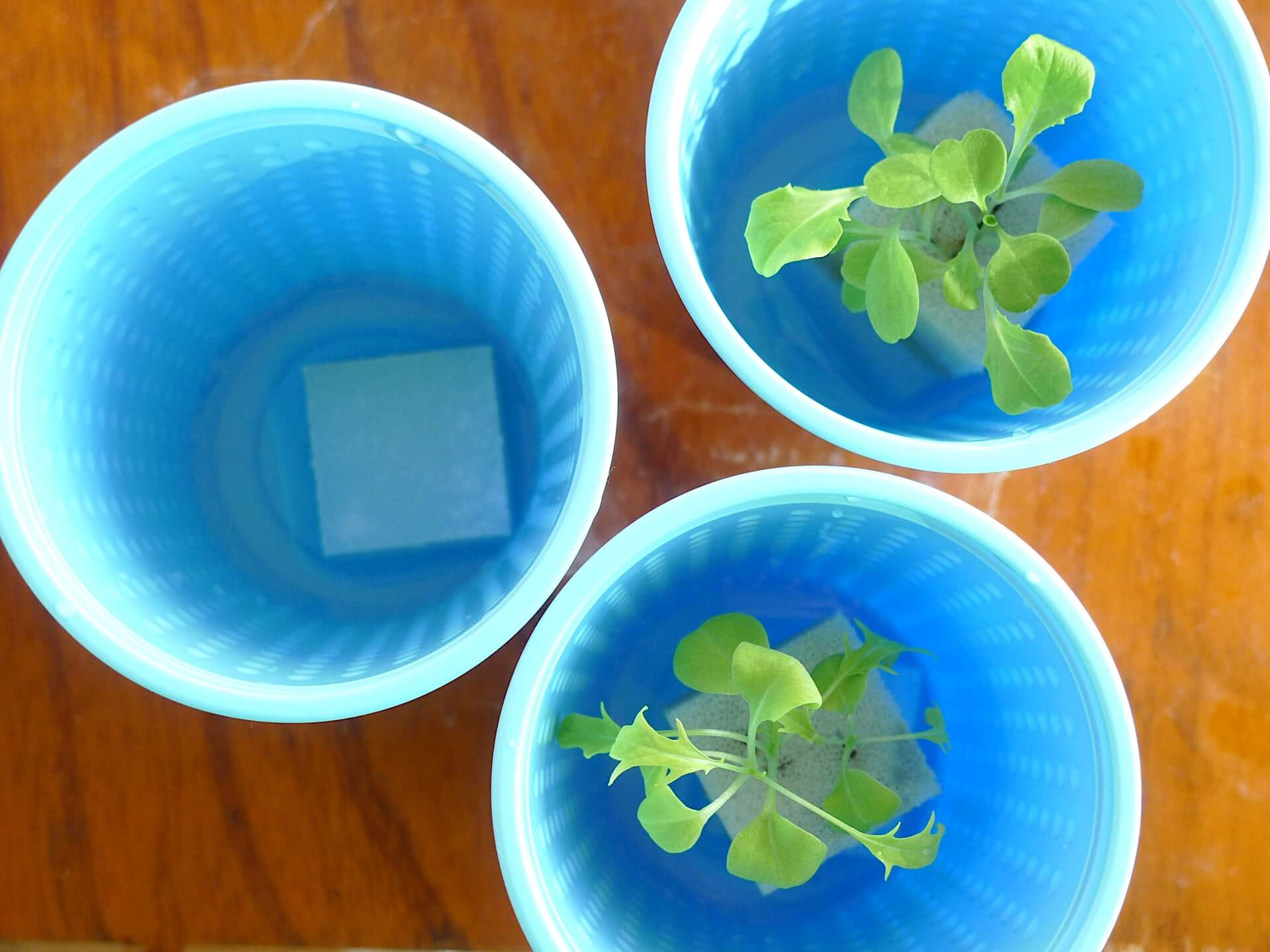 水耕栽培のスポンジに植えた苗