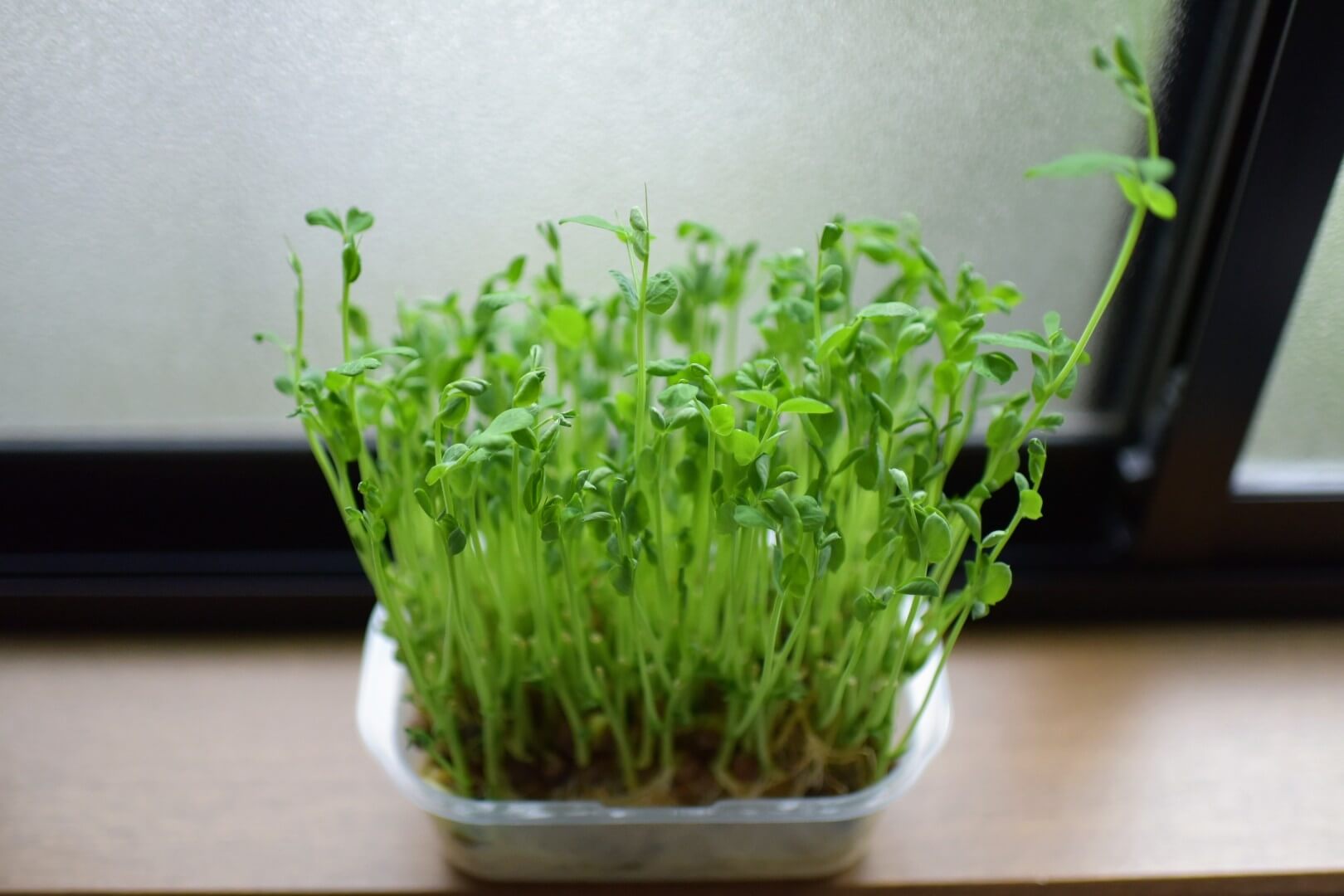 窓際で育てる豆苗