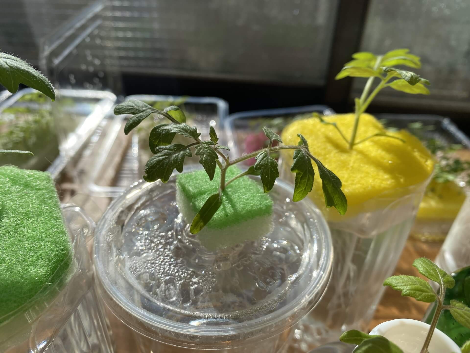 スポンジに挿した茎