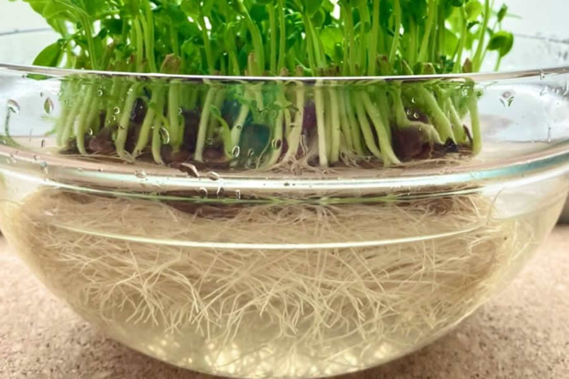 水耕栽培中の根