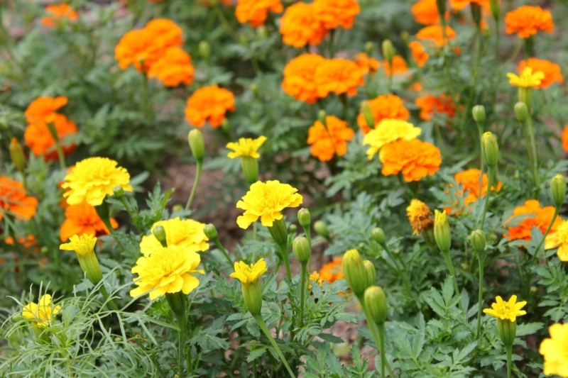 マリーゴールドの花畑