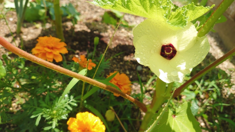 オクラとマリーゴールドの花