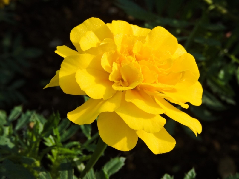 黄色のマリーゴールドの花