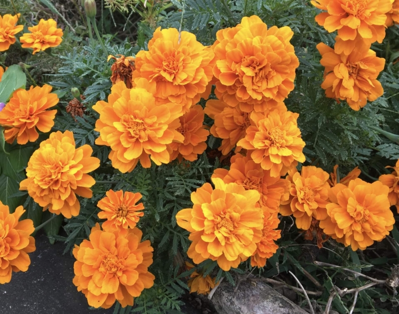 オレンジのマリーゴールドの花