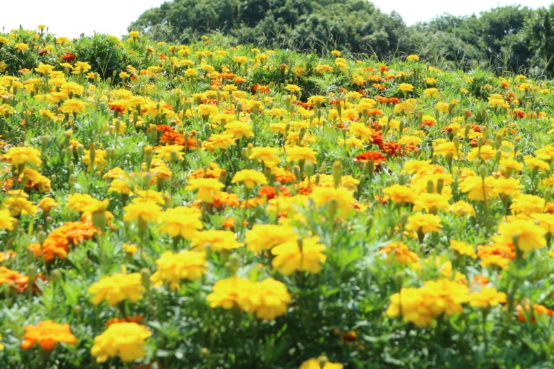 一面のマリーゴールドの花畑