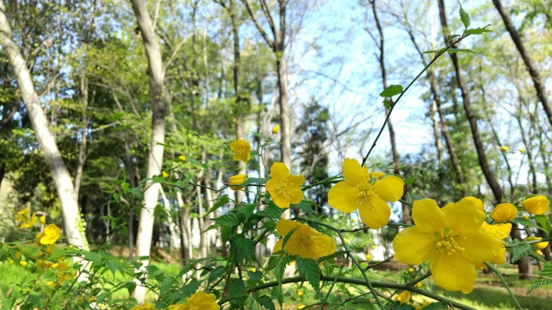 ヤマブキ