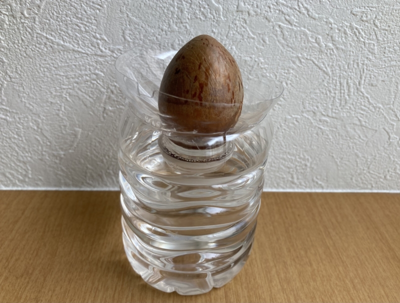 ペットボトルに入れたアボカドの種