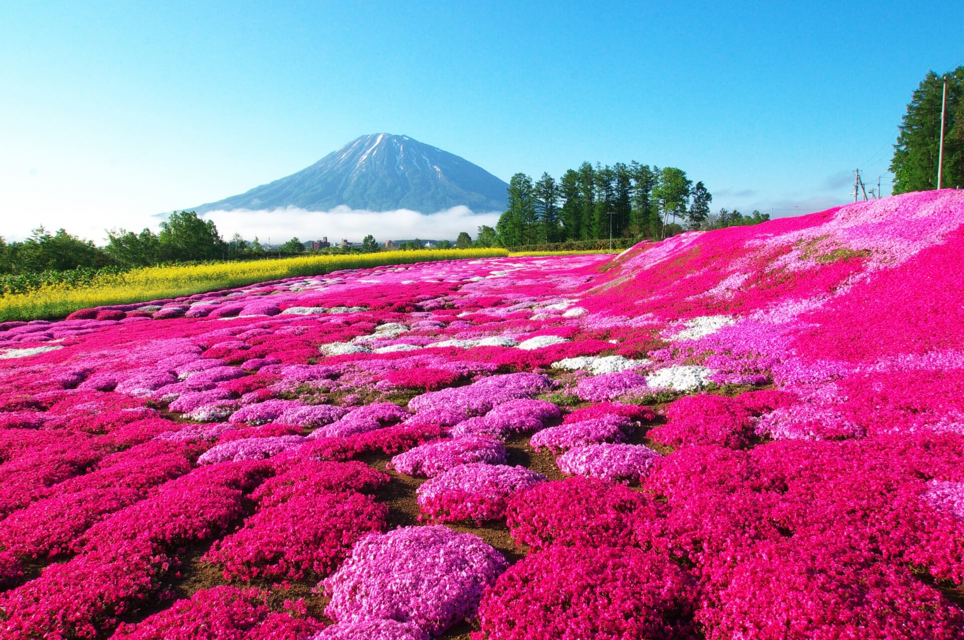 芝桜