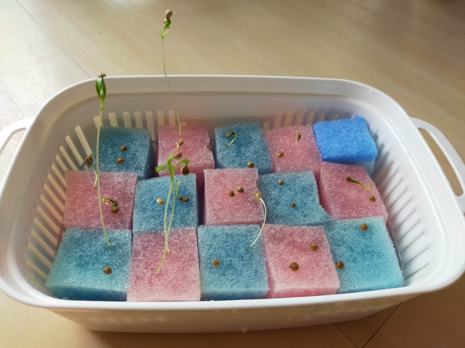パクチー