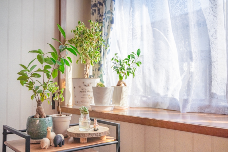 窓際の観葉植物