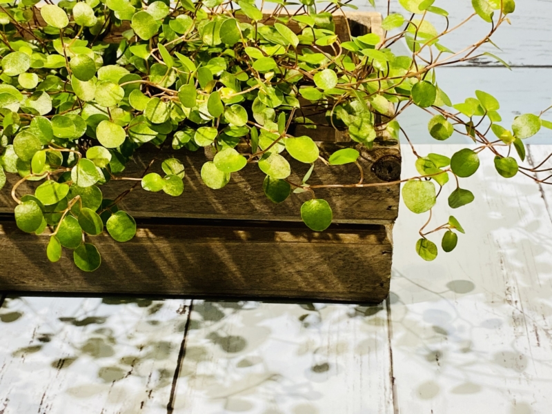 ワイヤープランツ