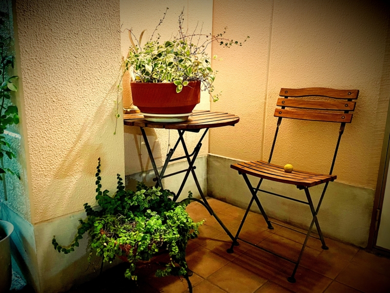 日陰の観葉植物