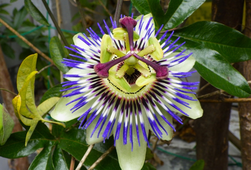パッションフルーツの花