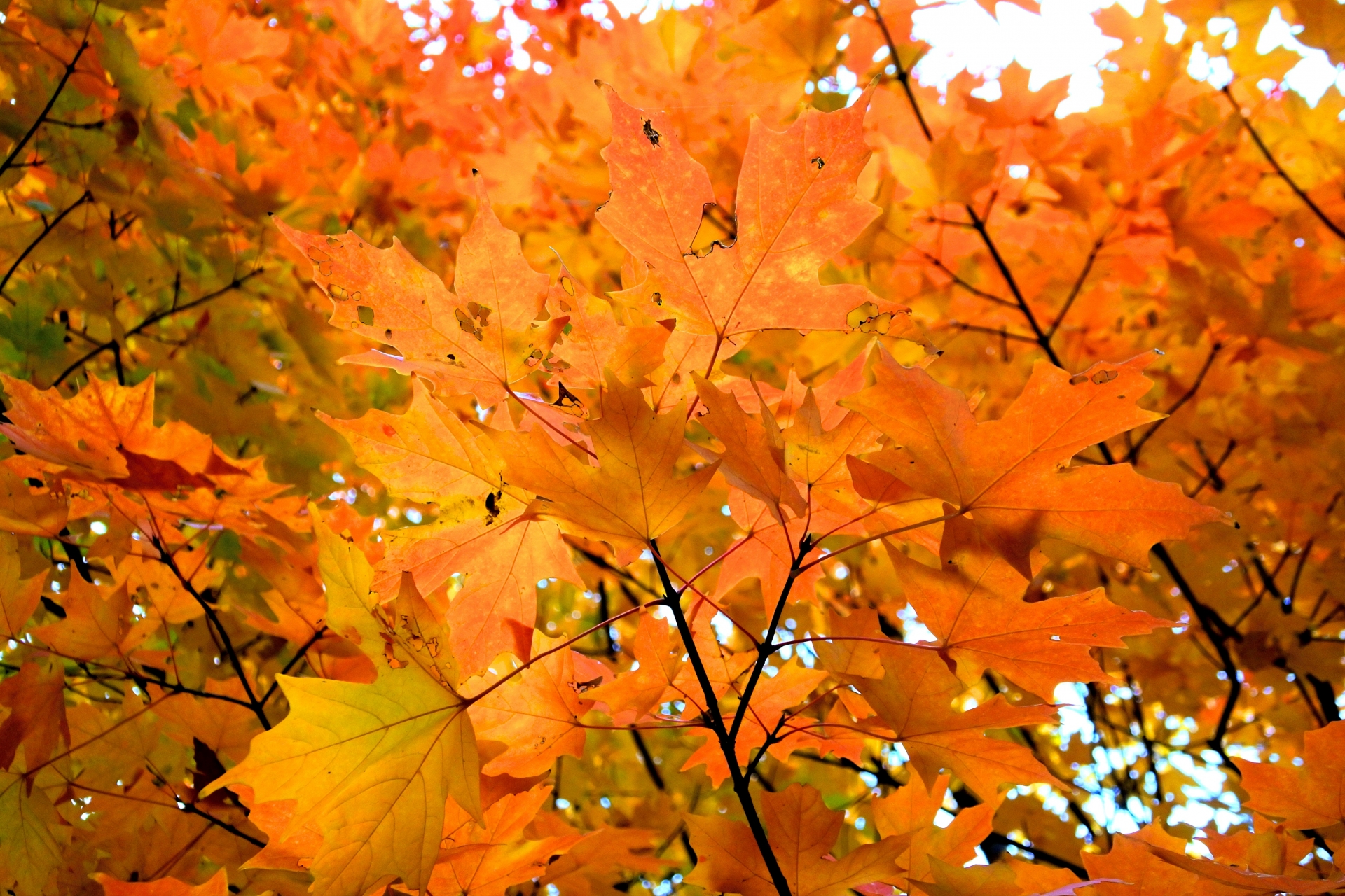 楓(カエデ)・紅葉(もみじ)の剪定方法を解説!それぞれの違いや剪定時期とは | 庭革命株式会社