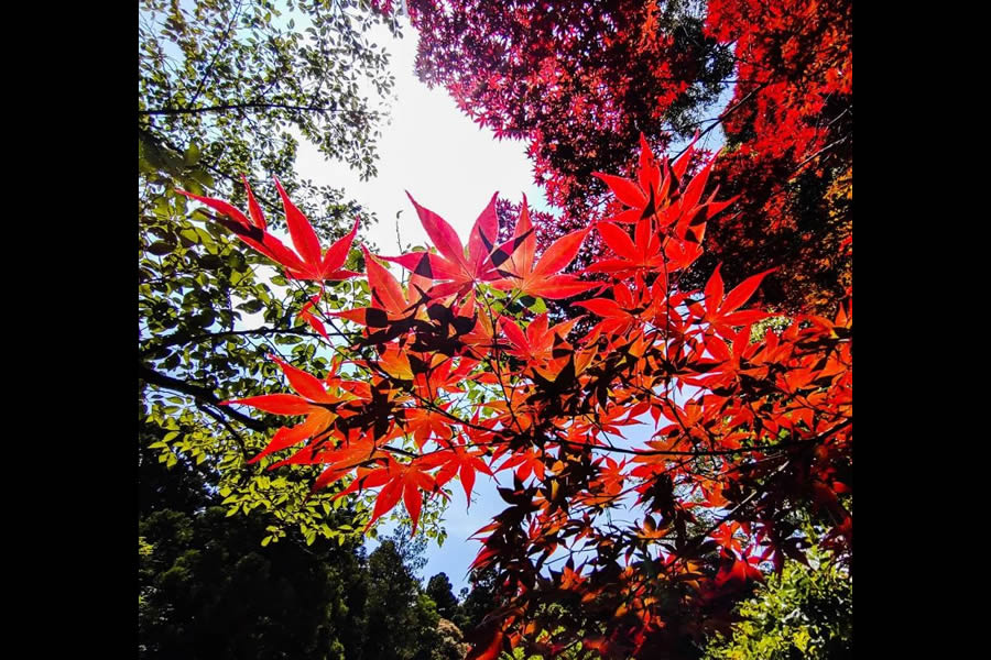 楓(カエデ)・紅葉(もみじ)の剪定方法を解説!それぞれの違いや剪定時期とは | 庭革命株式会社