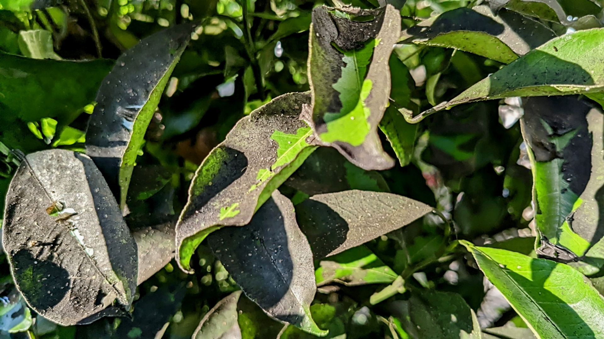 榊(サカキ)の剪定の仕方や時期は?手入れ方法や植えてはいけないと言われる理由も解説 | 庭革命株式会社